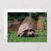 Giant Tortoise Briefkaart (Voorkant / Achterkant)