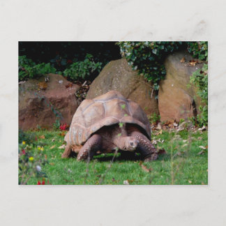 Giant Tortoise Briefkaart