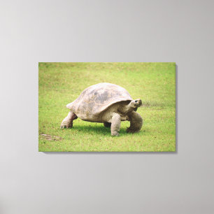 Giant Tortoise die op gras loopt Canvas Afdruk