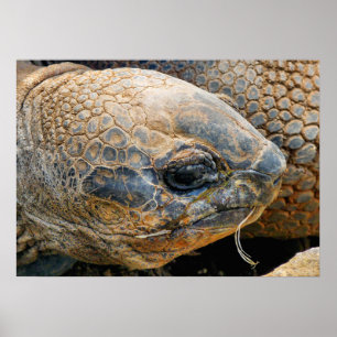 GIANT TORTOISE POSTER