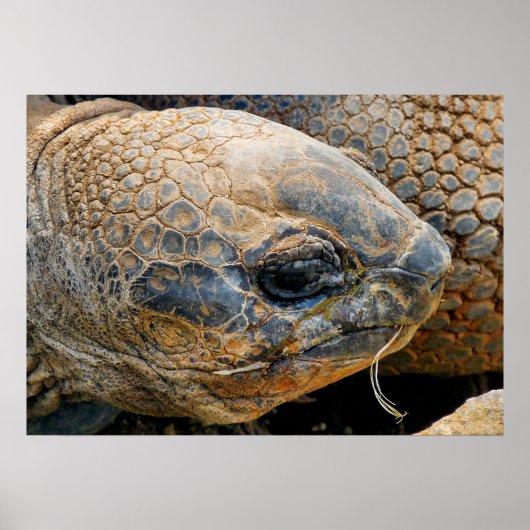 GIANT TORTOISE POSTER (Voorkant)