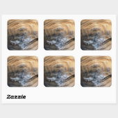 GIANT TORTOISE SHELL VIERKANTE STICKER (Vel)
