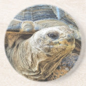 GIANT TORTOISE ZANDSTEEN ONDERZETTER (Voorkant)