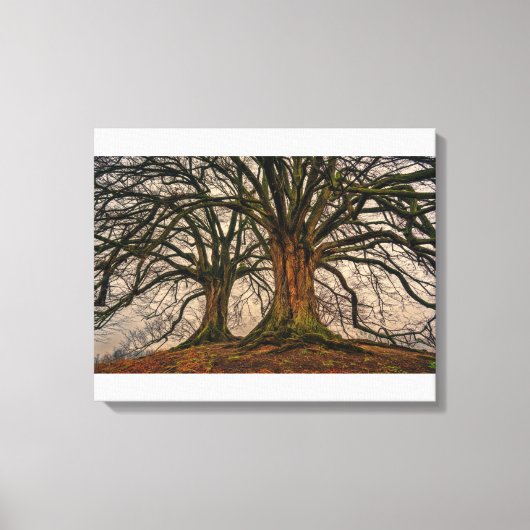 Giant Trees Canvas afdrukken (Voorkant)