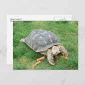 Giant Turtle 2 Briefkaart (Voorkant / Achterkant)