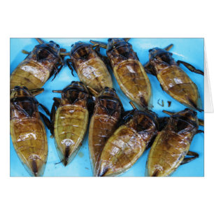 Giant Water Bug (Maeng Daa) ... Aziatische levensm