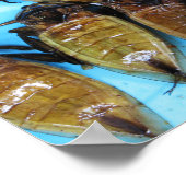 Giant Water Bug (Maeng Daa) ... Aziatische levensm Poster (Hoek)