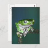 Giant Waxy Monkey Frog Briefkaart (Voorkant / Achterkant)