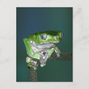 Giant Waxy Monkey Frog Briefkaart