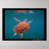 Giant Zee Turtle Poster (Voorkant)