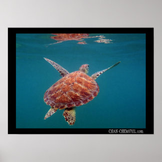 Giant Zee Turtle Poster