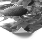 Giant Zonnebloemen Bloemen Zwart-wit Poster (Hoek)