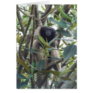 Gibbon