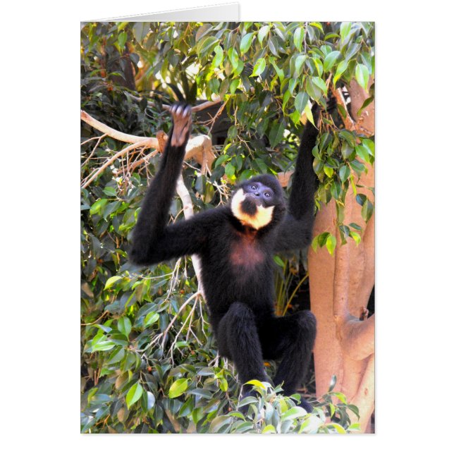 Gibbon à joues à mâle (Devant)