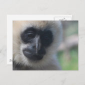 Gibbon Briefkaart (Voorkant / Achterkant)