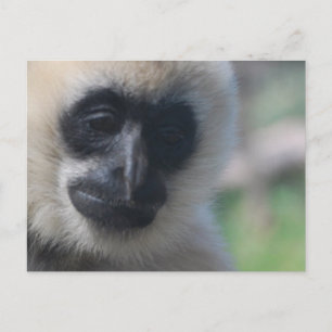Gibbon Briefkaart
