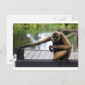 Gibbon Briefkaart (Voorkant / Achterkant)