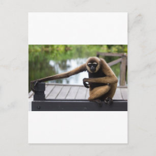 Gibbon Briefkaart