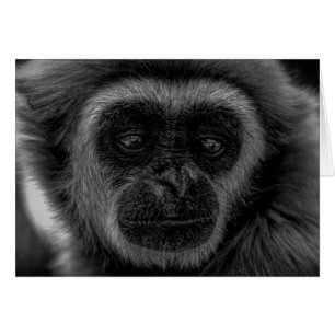 Gibbon faune indonésie mammifère