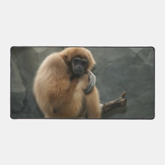 Gibbon lar à la main blanche (Recto)