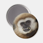 Gibbon Magneet (Voorkant / Achterkant)