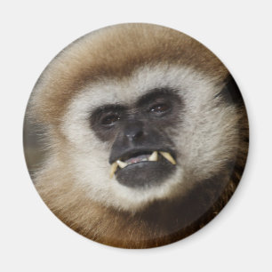 Gibbon Magneet