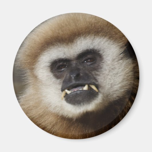 Gibbon Magneet (Voorkant)