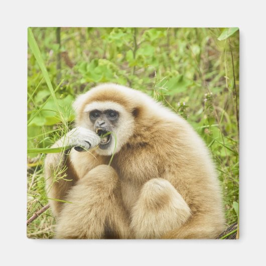 Gibbon - Magneet (Voorkant)