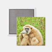 Gibbon - Magnet (Recto/Verso)