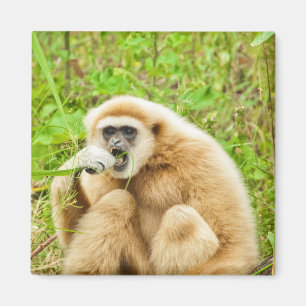 Gibbon - Magnet Magneet