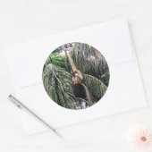 Gibbon Monkey die gewoon rondhangt.. Ronde Sticker (Envelop)