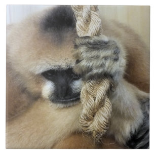GIBBON MONKEY TEGELTJE