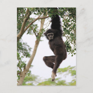 Gibbon Swling from Tree Briefkaart