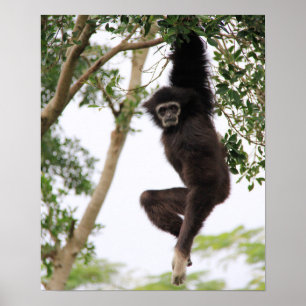 Gibbon Swling from Tree Poster