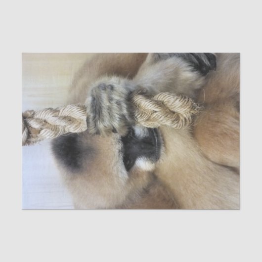 GIBBON TISSUEPAPIER (Voorkant)