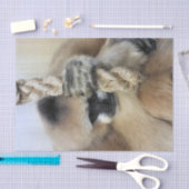 GIBBON TISSUEPAPIER (Craft)