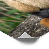 Gibbons Poster (Hoek)