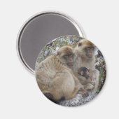 Gibraltar Apes - Magnet (Recto/Verso)