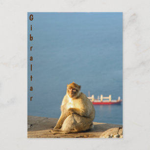 Gibraltar Barbary ape Briefkaart