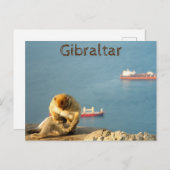 Gibraltar Barbary ape Briefkaart (Voorkant / Achterkant)
