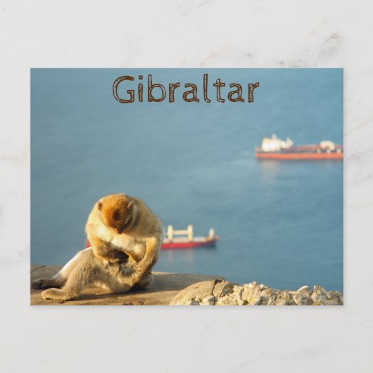 Gibraltar Barbary ape Briefkaart (Voorkant)