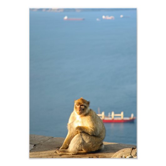 Gibraltar Barbary ape Foto Afdruk (Voorkant)