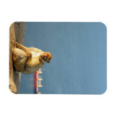Gibraltar Barbary ape Magneet (Horizontaal)