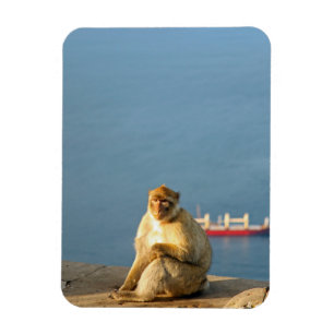 Gibraltar Barbary ape Magneet