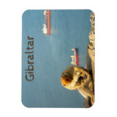 Gibraltar Barbary ape Magneet (Verticaal)