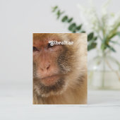 Gibraltar Barbary Macaques Briefkaart (Staand voorkant)
