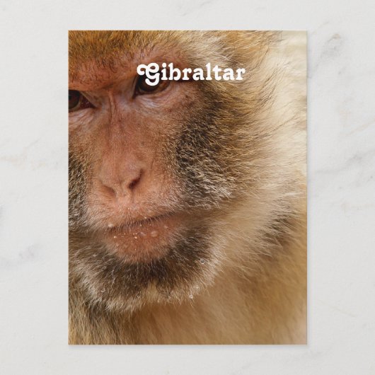 Gibraltar Barbary Macaques Briefkaart (Voorkant)