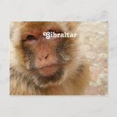 Gibraltar Barbary Macaques Briefkaart (Voorkant)