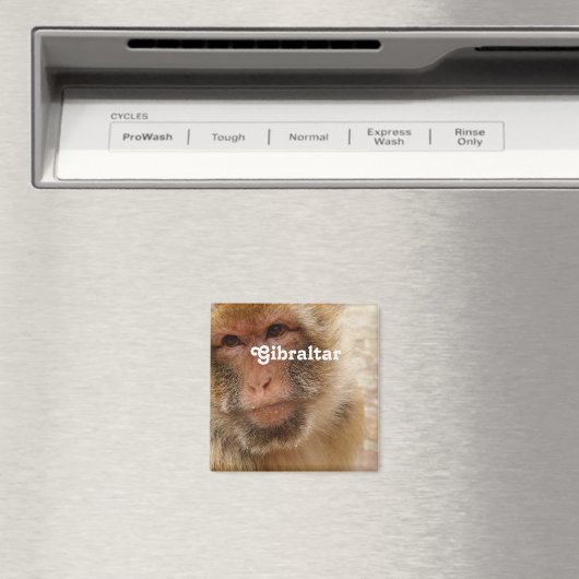 Gibraltar Barbary Macaques Magneet (Insitu (Vaatwasser))