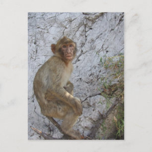 Gibraltar Monkey briefkaart, pas aan Briefkaart